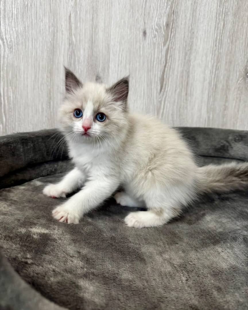 Amie - Female Ragdoll Kitten