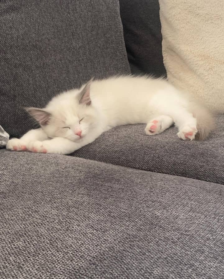 Aqua - Male Ragdoll Kitten