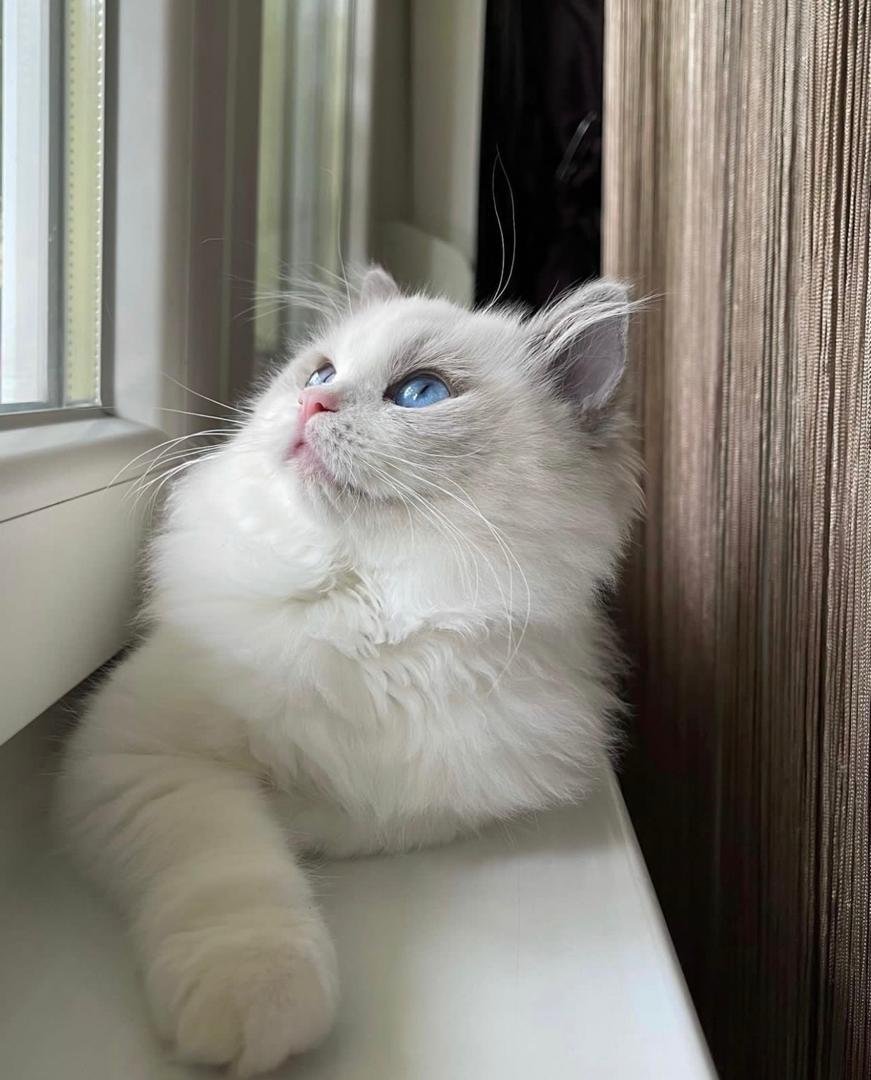 Aurora - Female Ragdoll Kitten