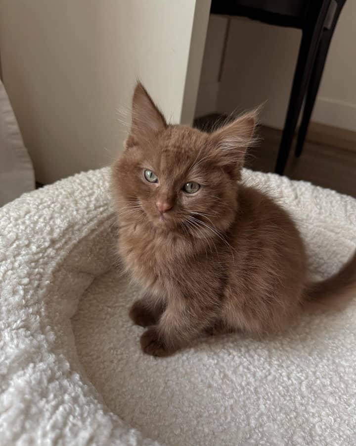 Arthur - Male Ragdoll Kitten
