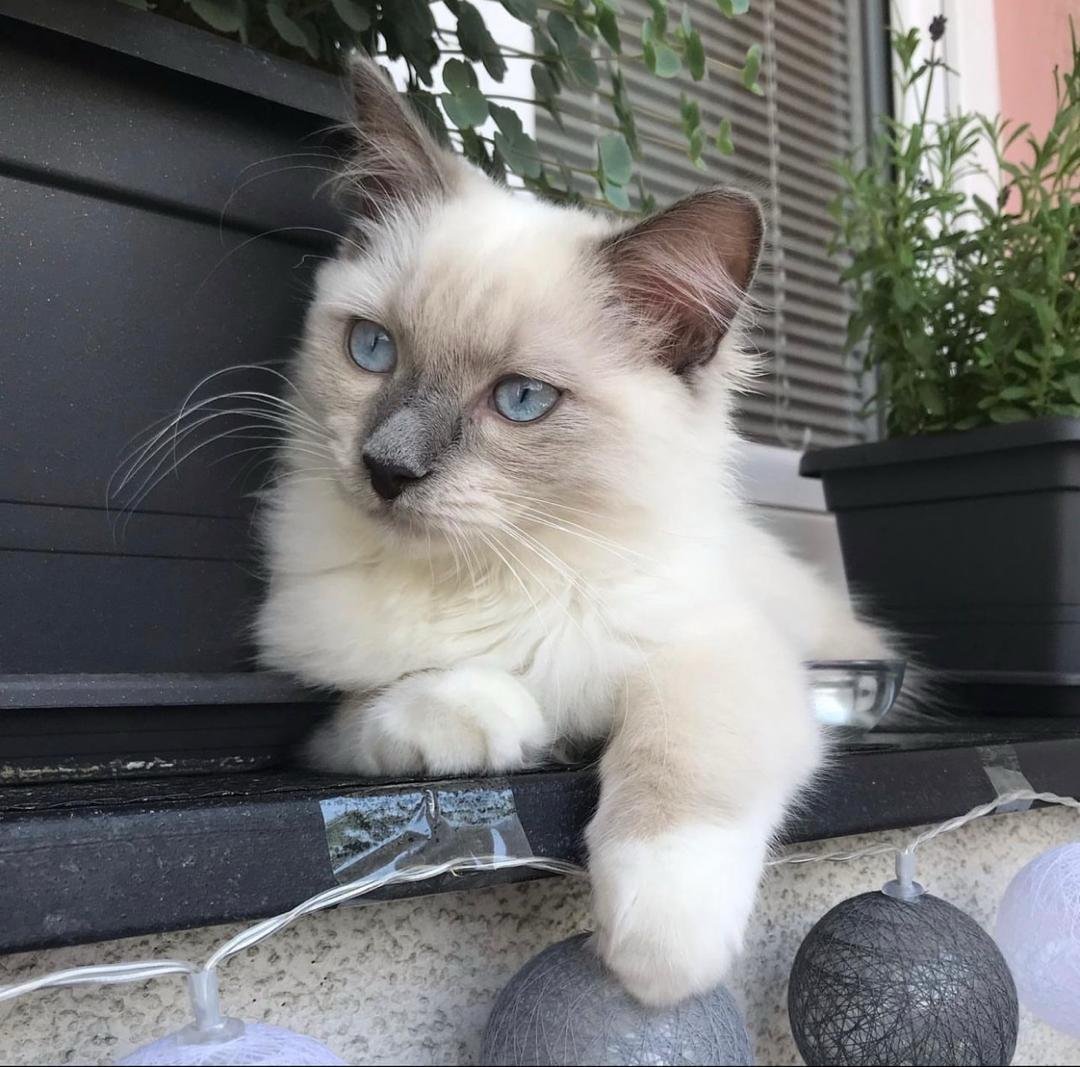 Belle - Female Ragdoll Kitten