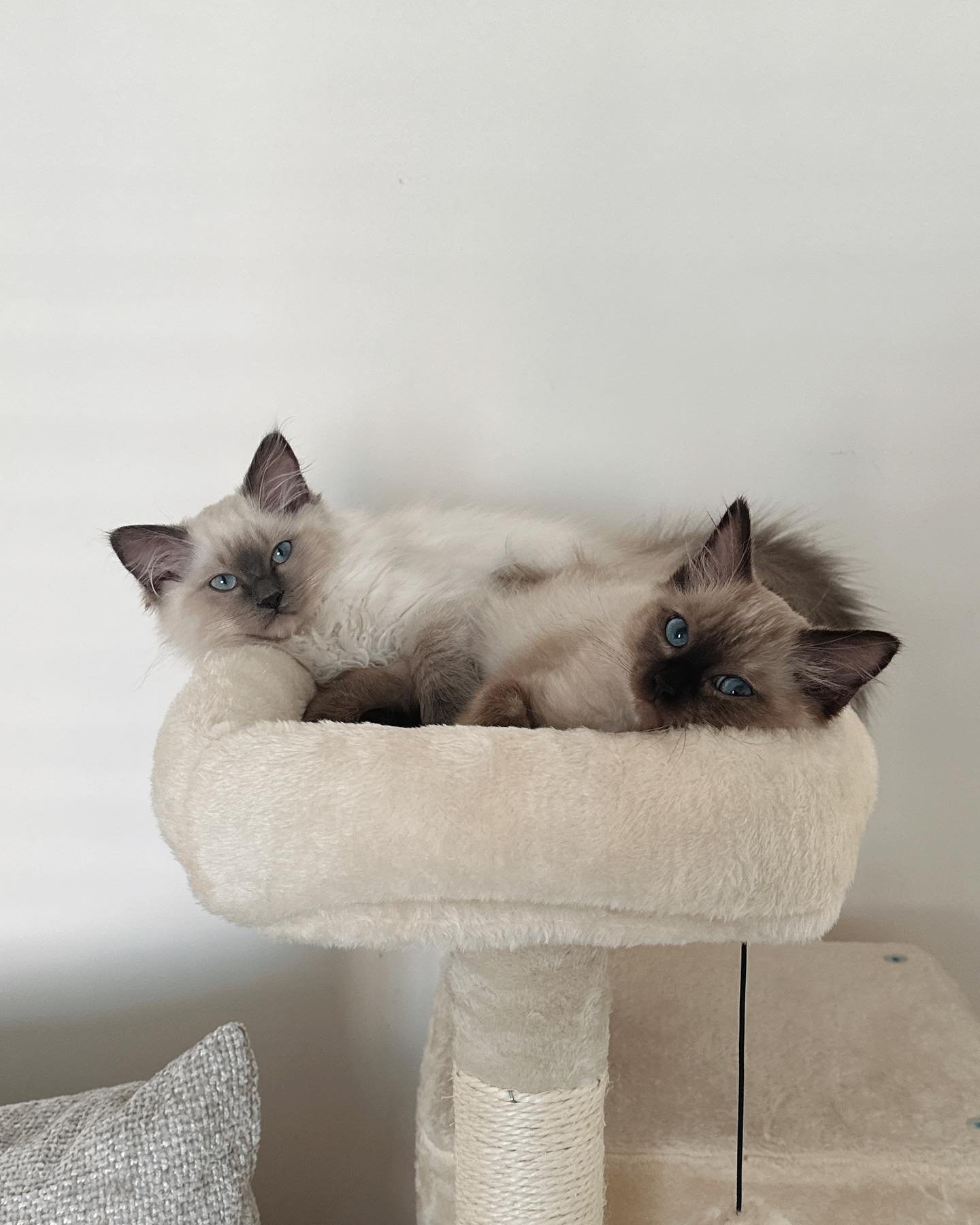 Bonnie and Luna - Bonded Ragdoll Kittens