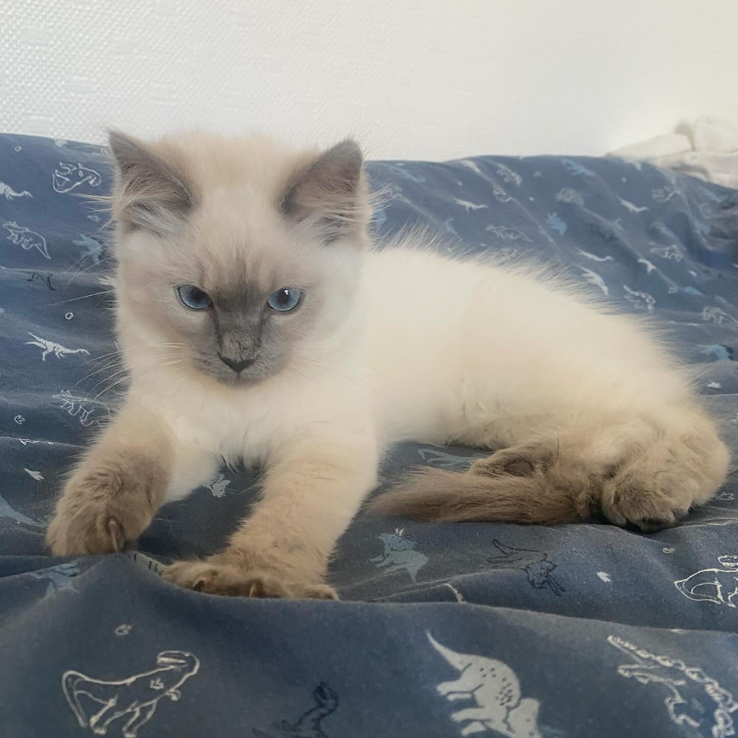 Brume - Male Ragdoll Kitten