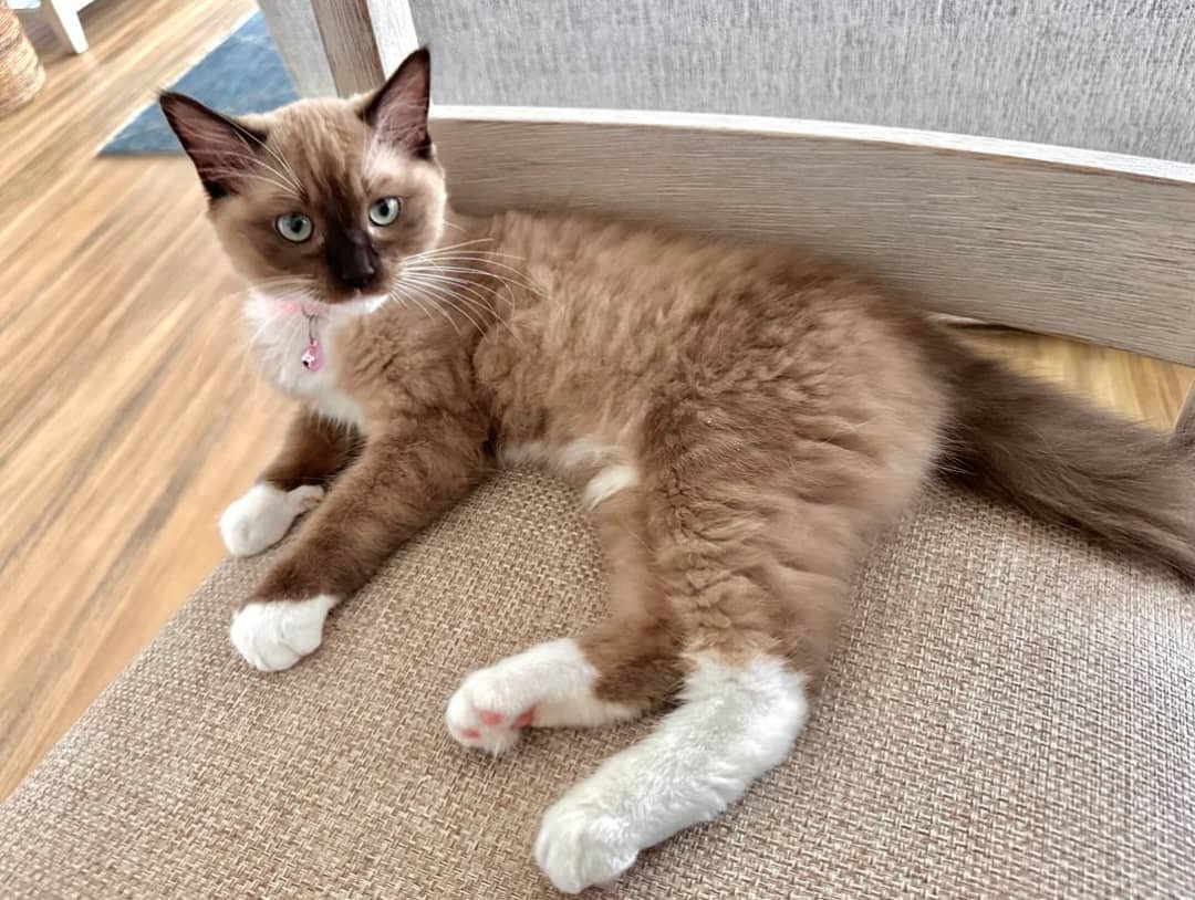 Ellie - Female Ragdoll Kitten
