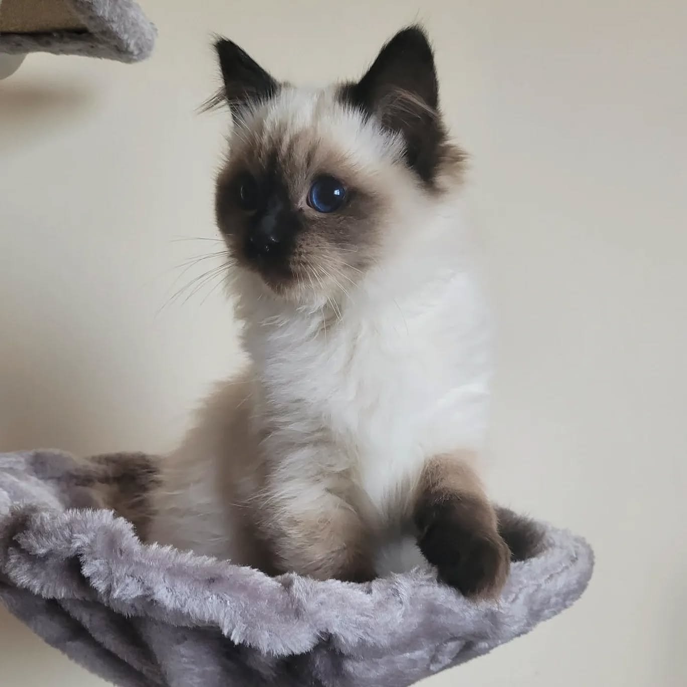 Mocha - Male Ragdoll Kitten