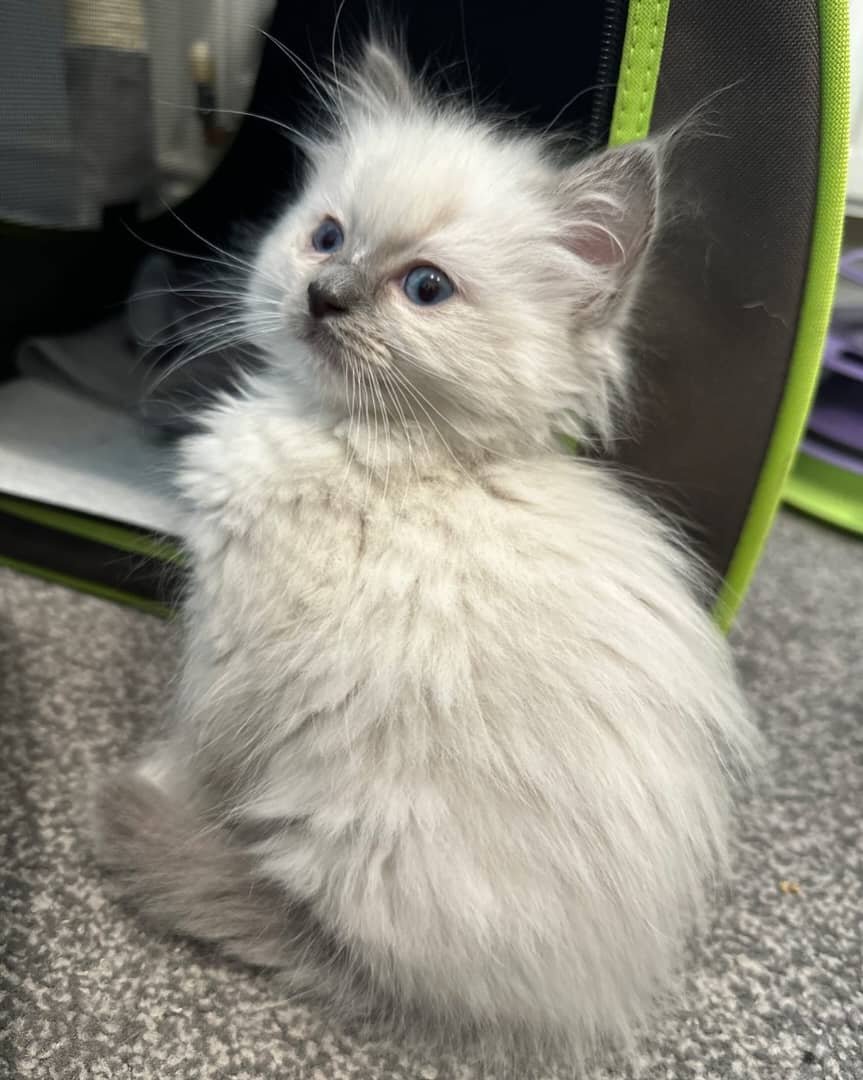 Rupert - Male Ragdoll Kitten