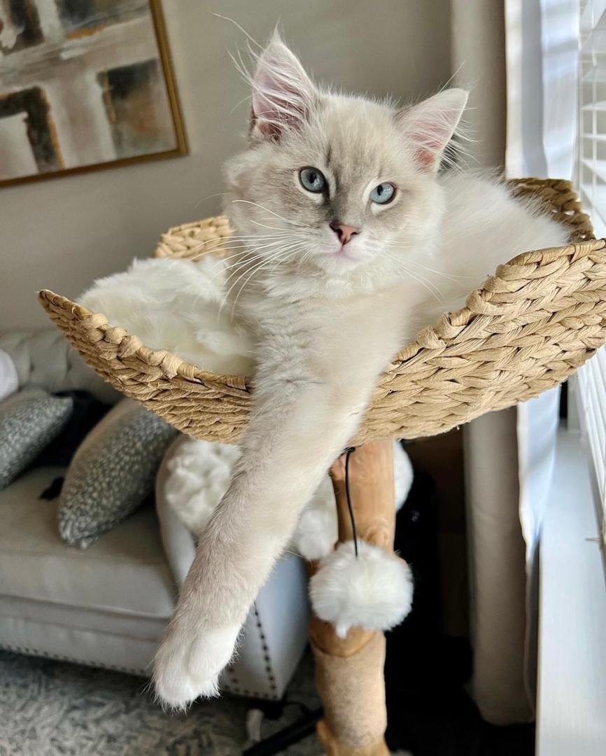Simba - Male Ragdoll Kitten