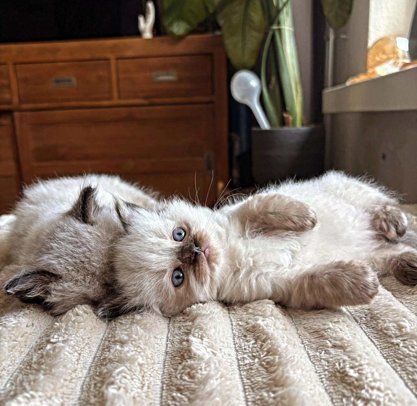 Ragdoll kitten enjoying family life