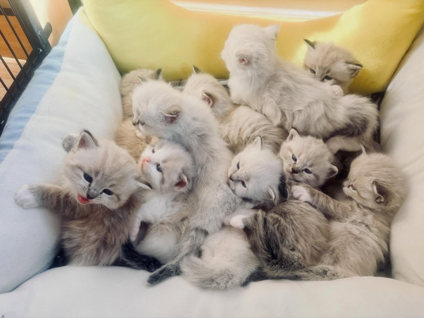 Ragdoll kitten raised at Liz James Ragdolls