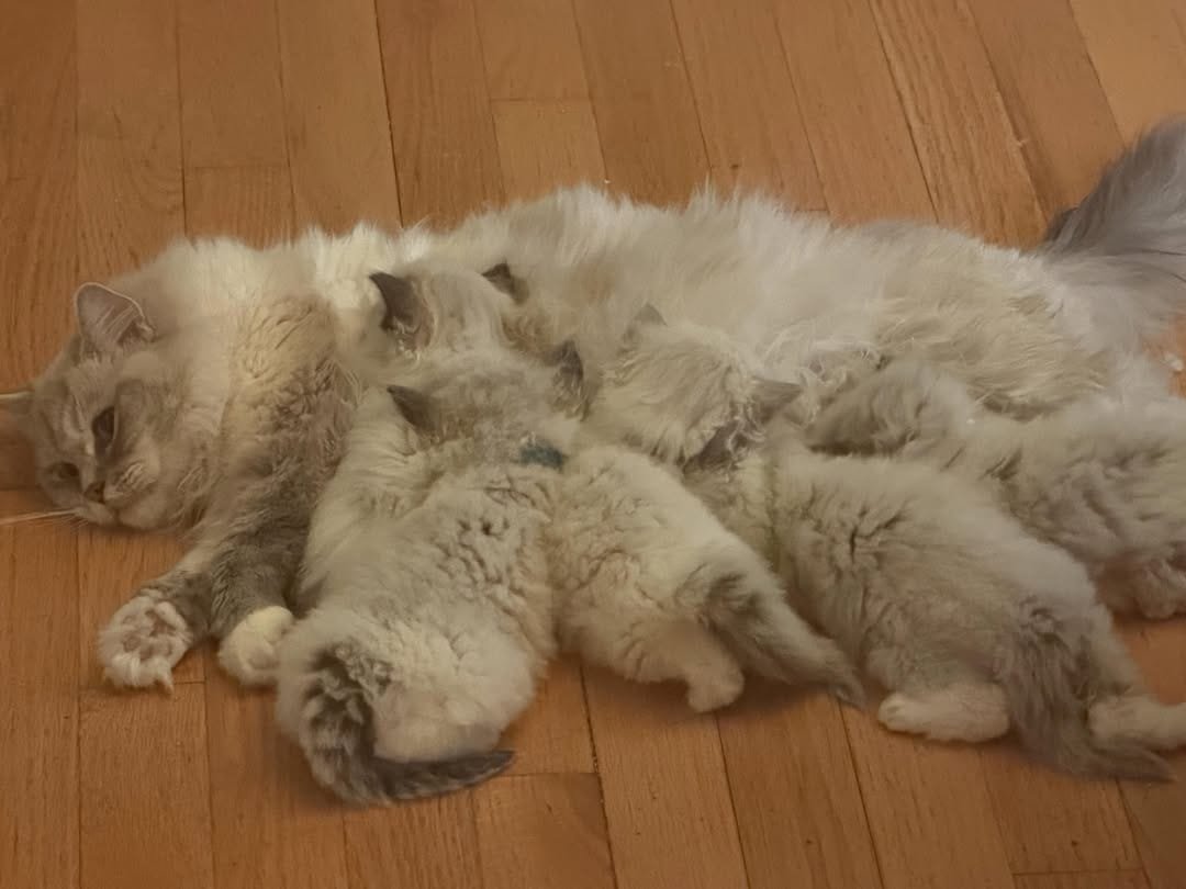 Beautiful Ragdoll kitten